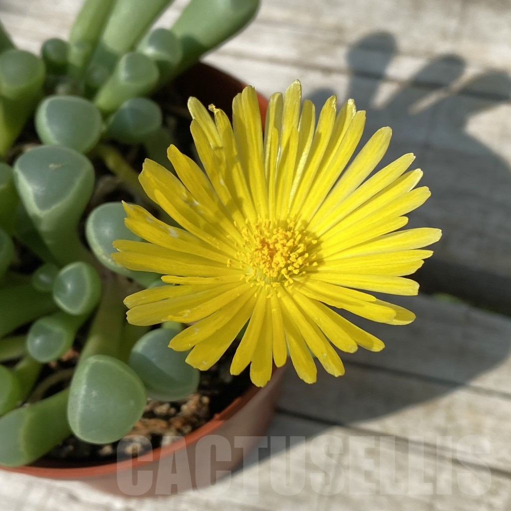 SH16893 Fenestraria aurantiaca