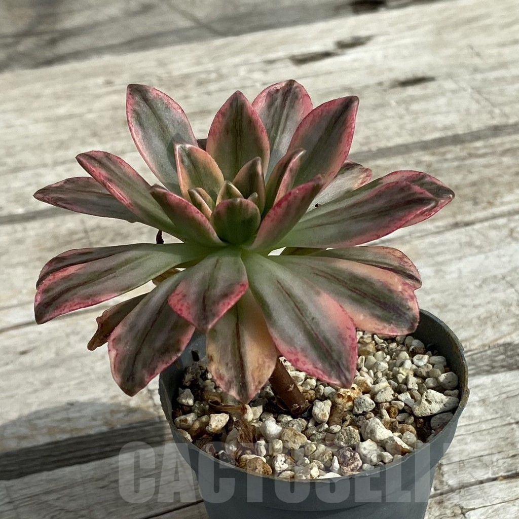 SH16878 Aeonium 'Green Tea' - immagine 2