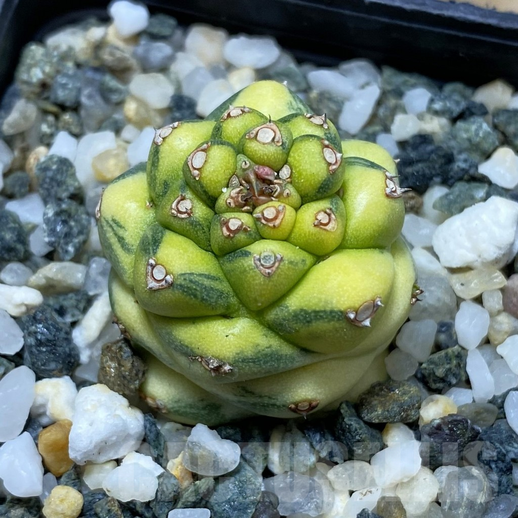 SH16909 Monadenium ritchiei f. variegata