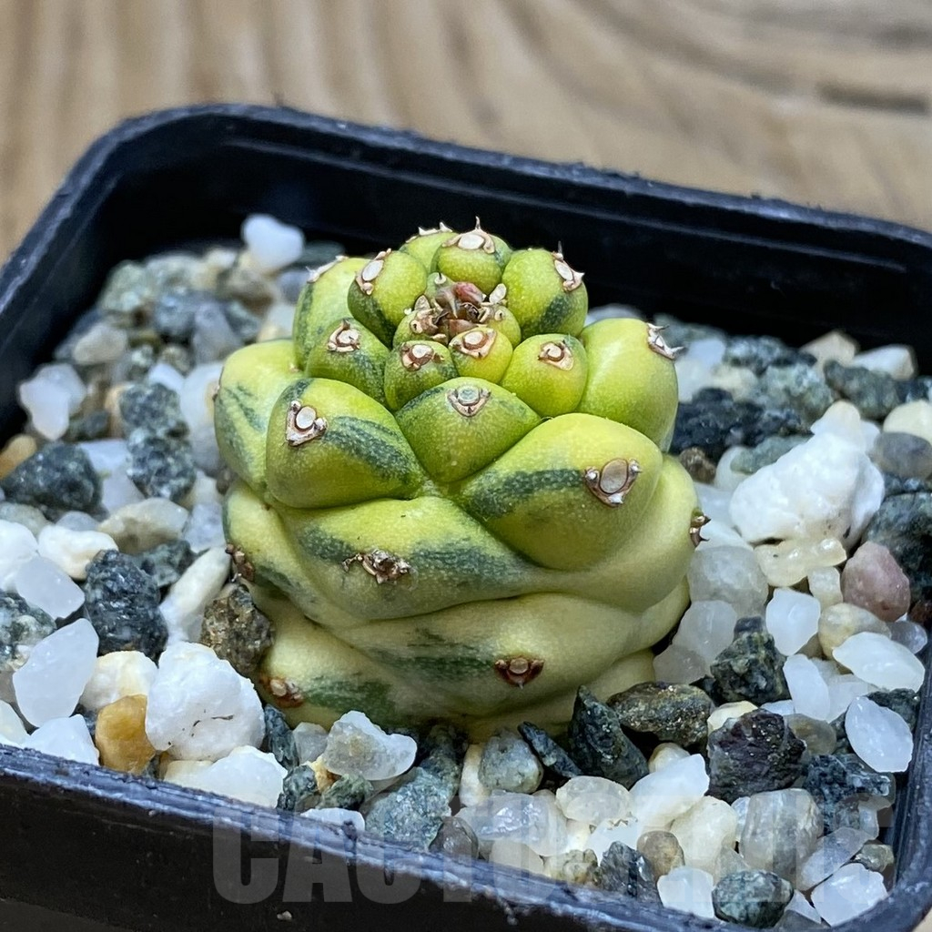 SH16909 Monadenium ritchiei f. variegata – Bild 2