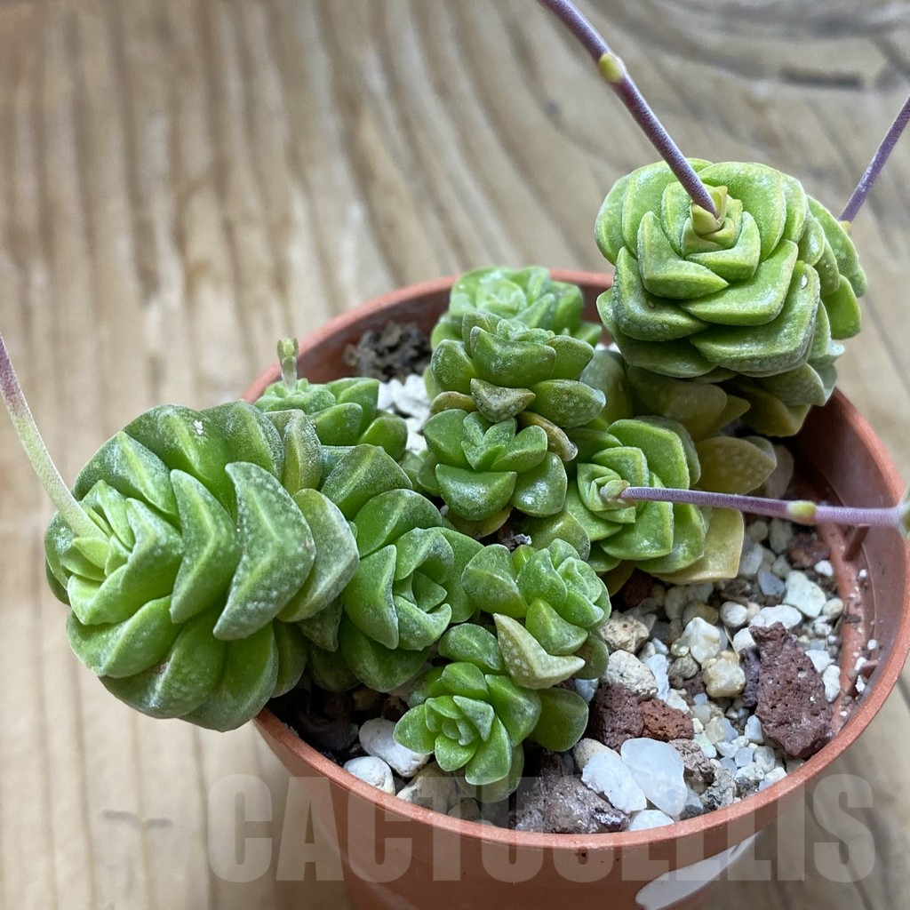 SH16910 Crassula hobbit f. variegata