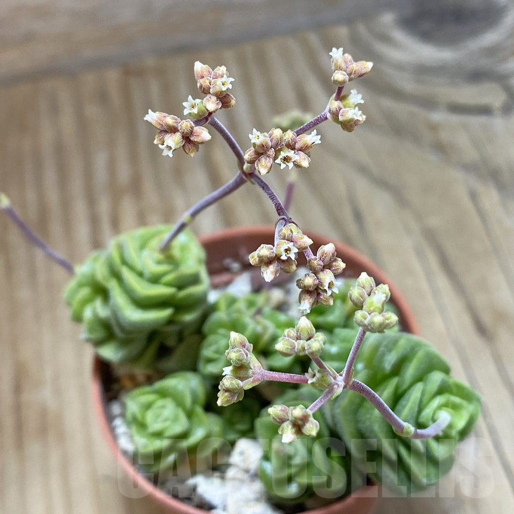SH16910 Crassula hobbit f. variegata - Imagen 2