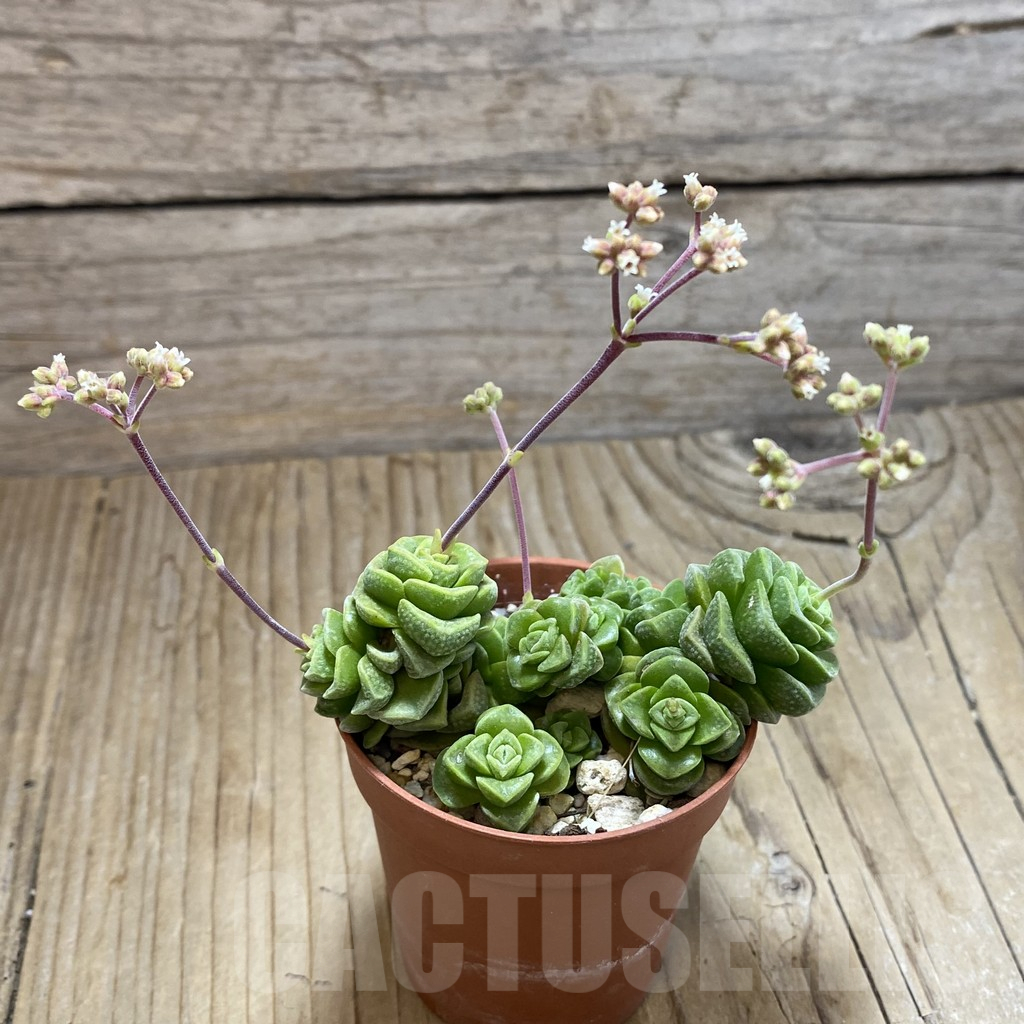 SH16910 Crassula hobbit f. variegata - Imagen 3