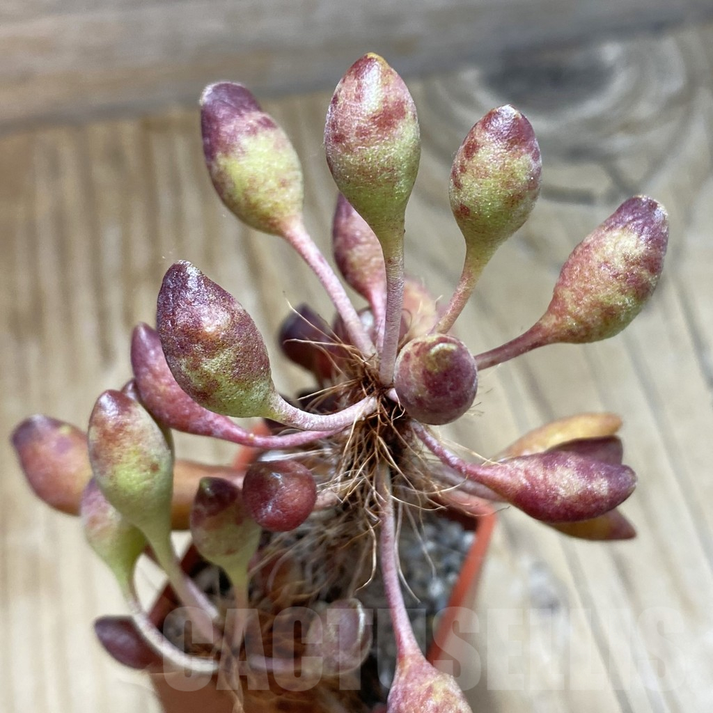 SH16911 Adromischus cristatus v. clavifolius