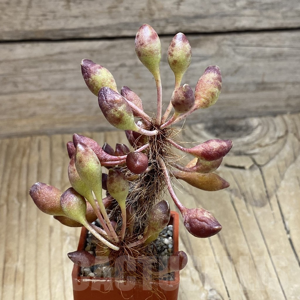 SH16911 Adromischus cristatus v. clavifolius - immagine 2