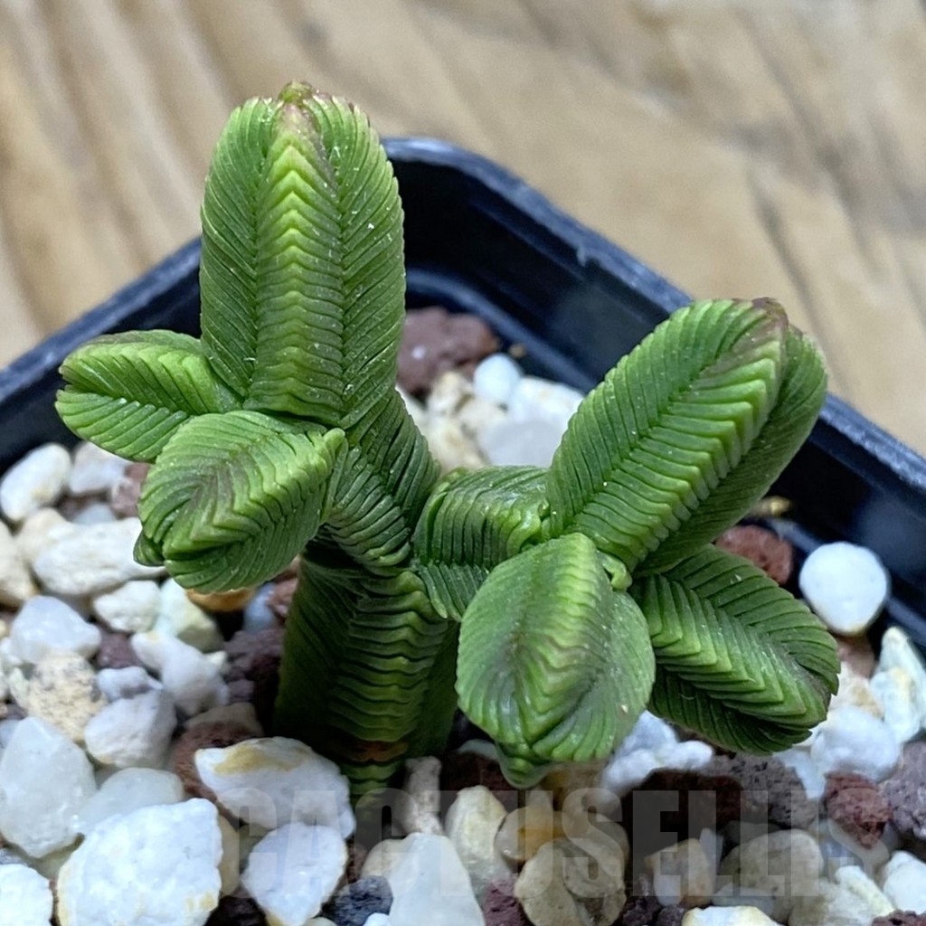 SH16912 Crassula pyramidalis f. minima