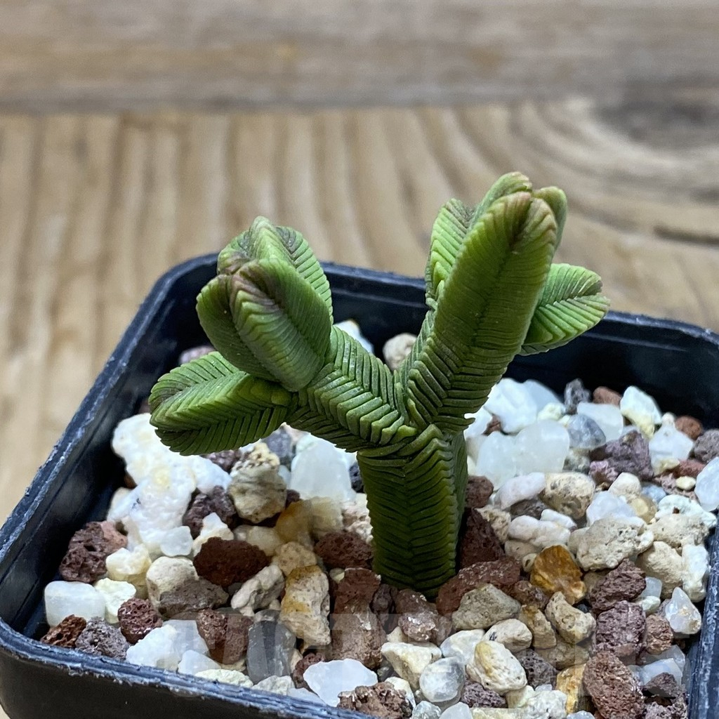 SH16912 Crassula pyramidalis f. minima - Obrázek 2