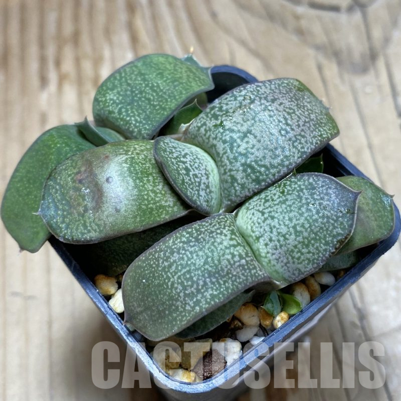 SH16915 Gasteria armstrongii hybrid, seedling 3 plants