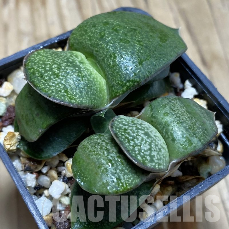 SH16916 Gasteria armstrongii hybrid, seedling 2 plants