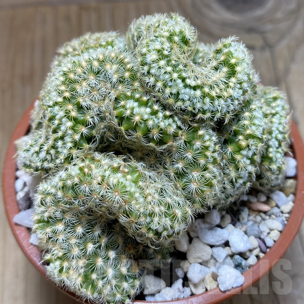 SH16919 Mammillaria elongata f.cristata