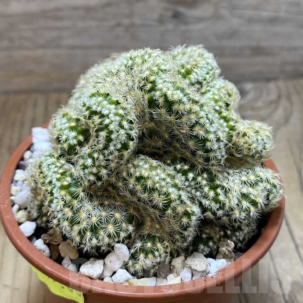 SH16919 Mammillaria elongata f.cristata - Image 2