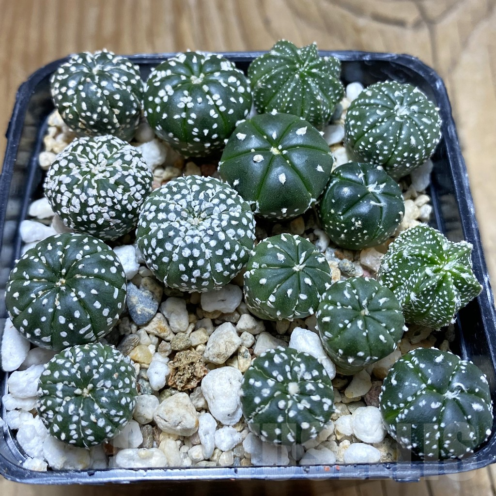 SH16920 Astrophytum asterias mix, seedling