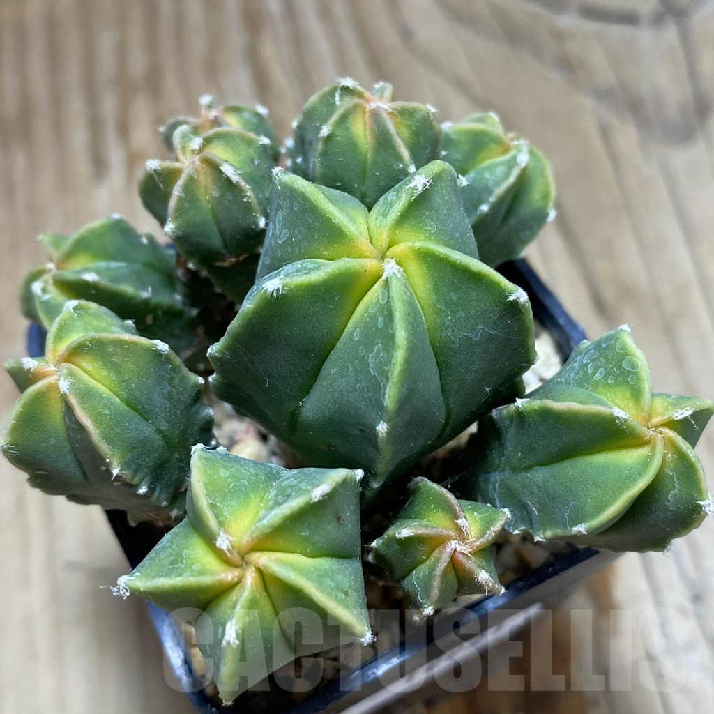 SH16921 Astrophytum myriostigma 'Kikko' f. variegata
