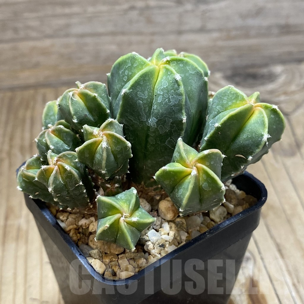 SH16921 Astrophytum myriostigma 'Kikko' f. variegata - Зображення 2