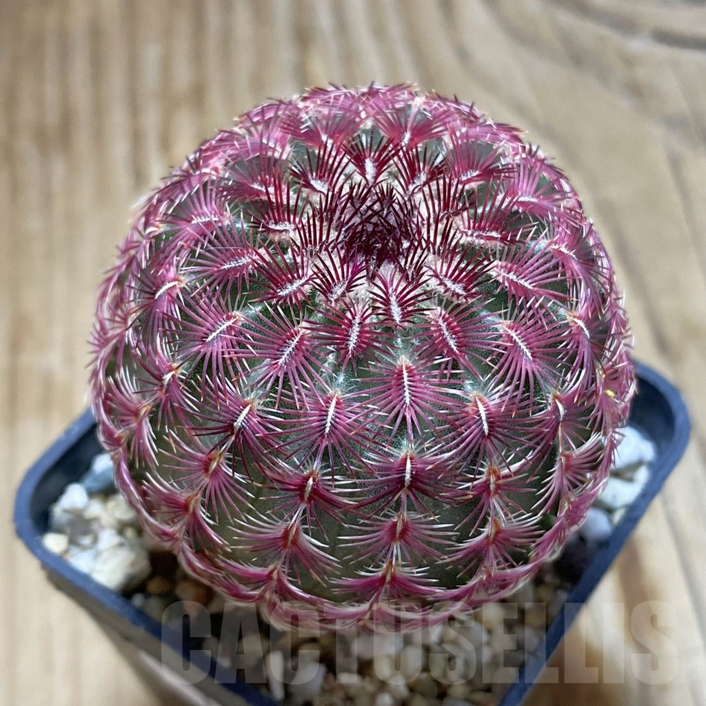 SH16925 Echinocereus rigidissimus v. rubispinus