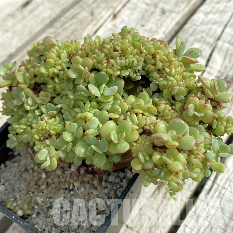 SH16880 Echeveria hybrid f. cristata