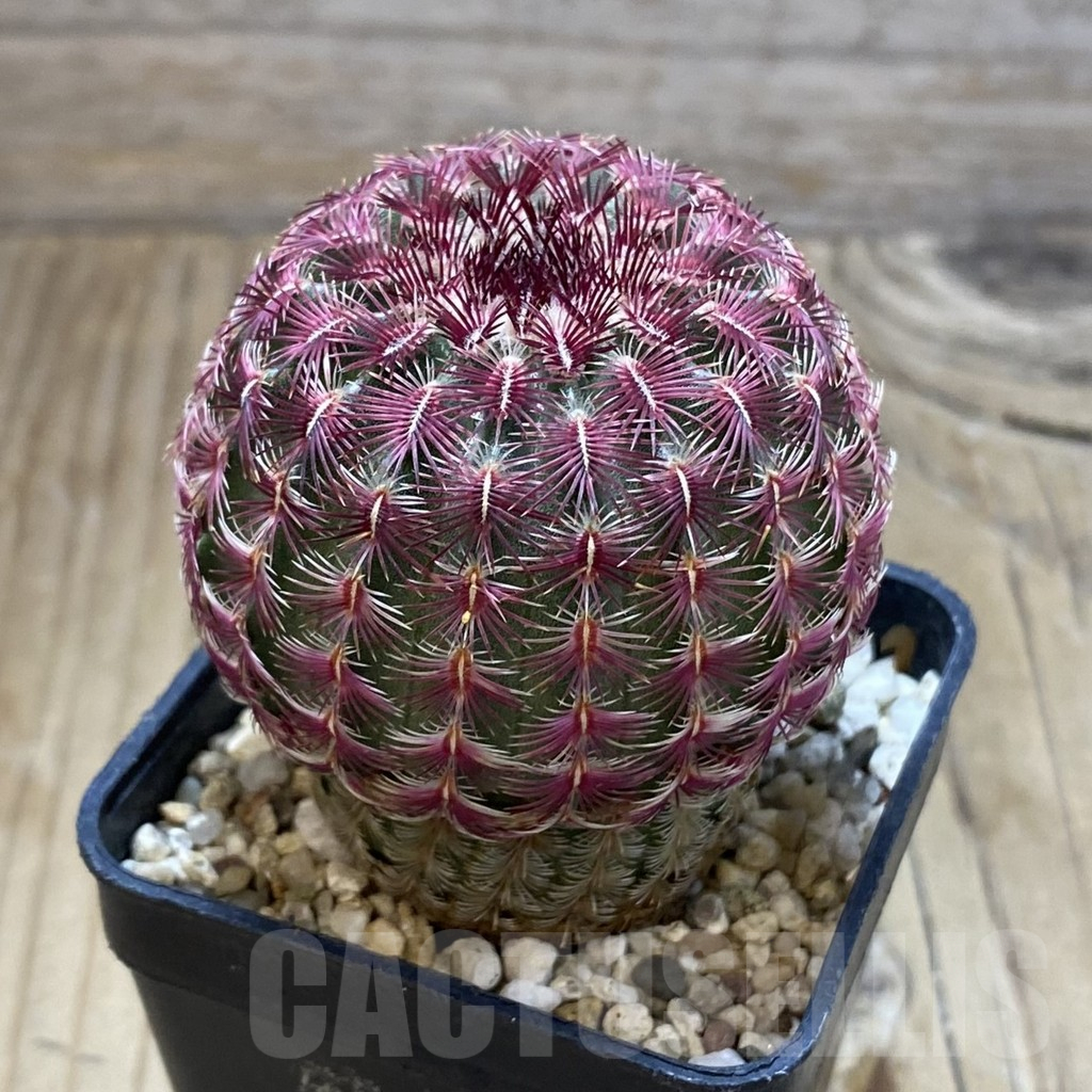 SH16925 Echinocereus rigidissimus v. rubispinus - Image 2