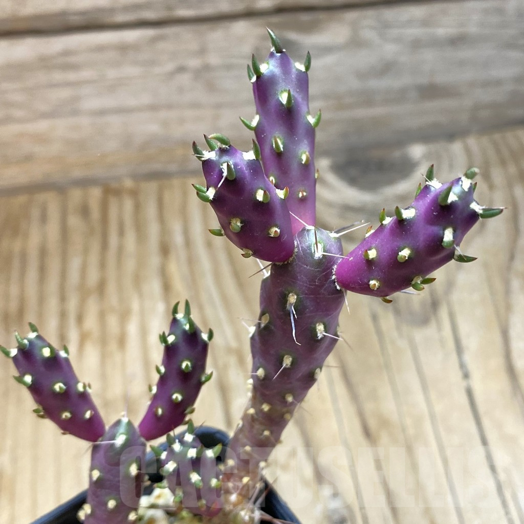 SH16926 Tephrocactus nigrispinus