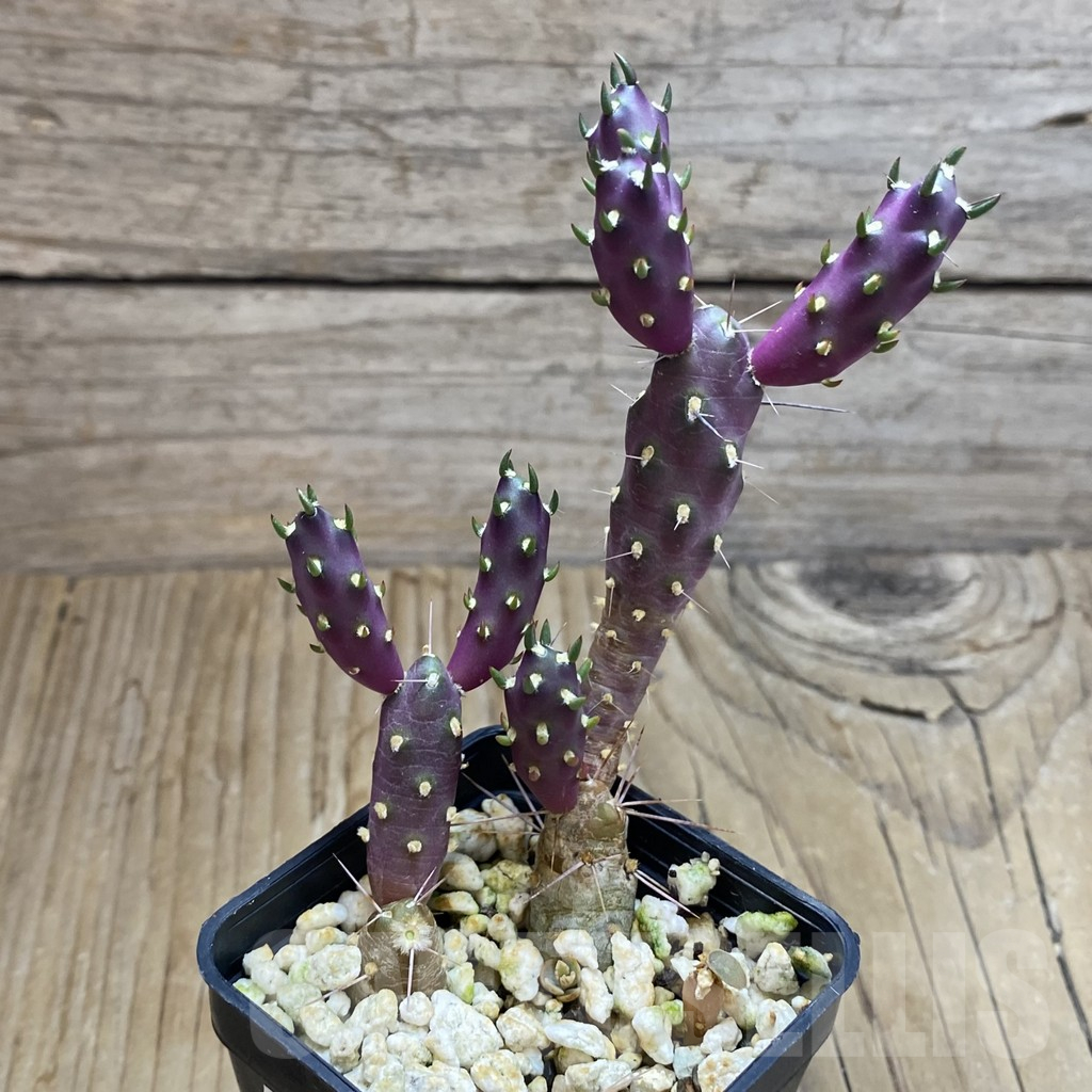 SH16926 Tephrocactus nigrispinus - Imagen 2