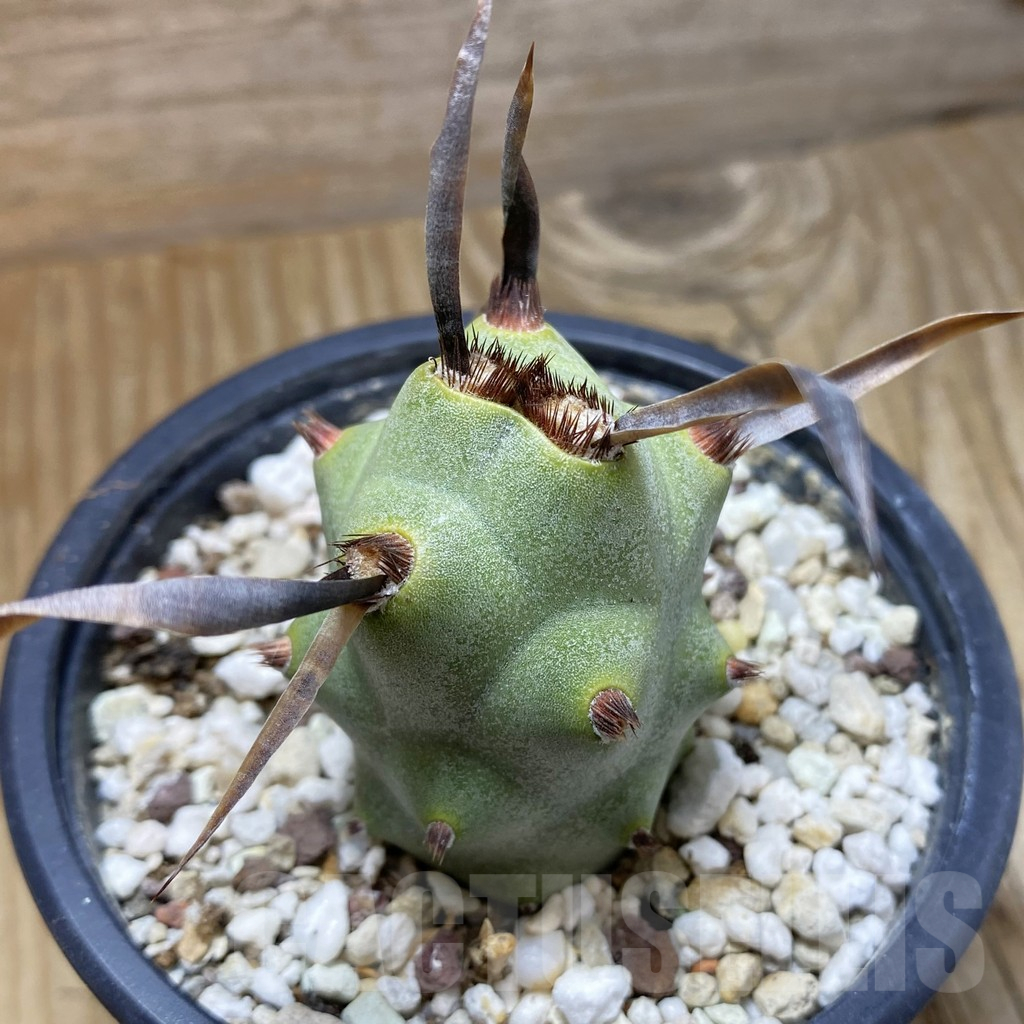 SH16927 Tephrocactus articulatus v. papyracanthus