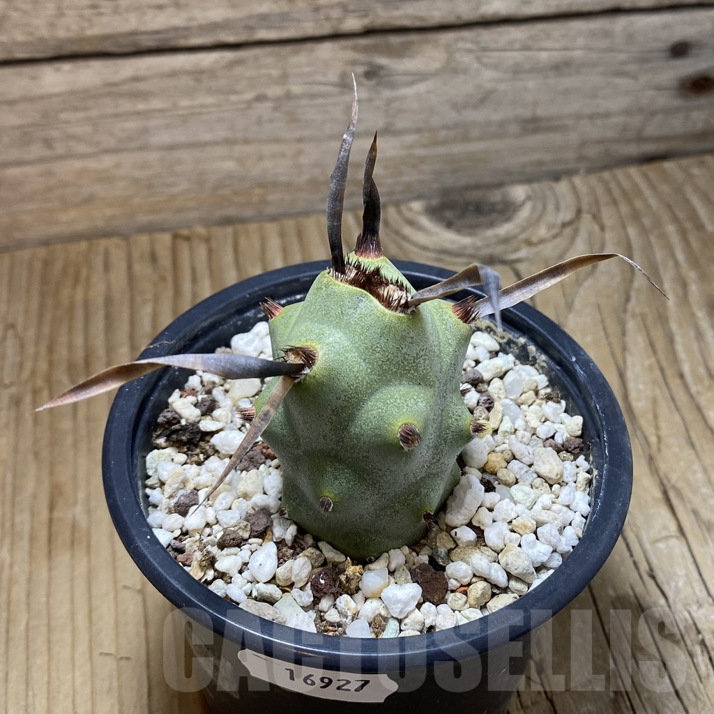 SH16927 Tephrocactus articulatus v. papyracanthus - Imagen 2