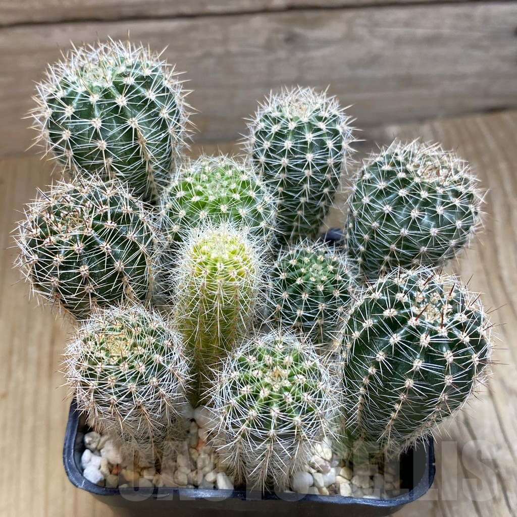SH16928 Echinopsis hybrid mix, seedling - 画像 (2)