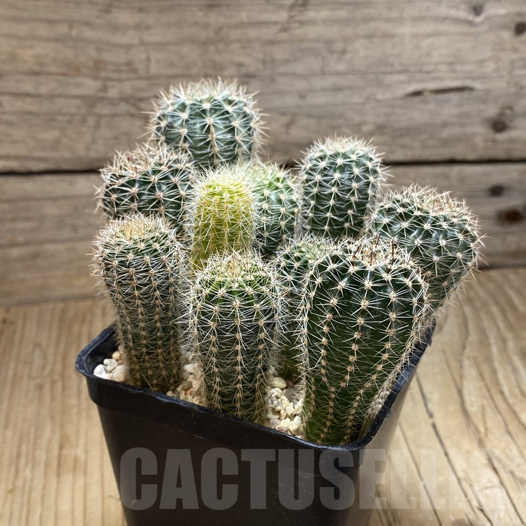 SH16928 Echinopsis hybrid mix, seedling - 画像 (3)