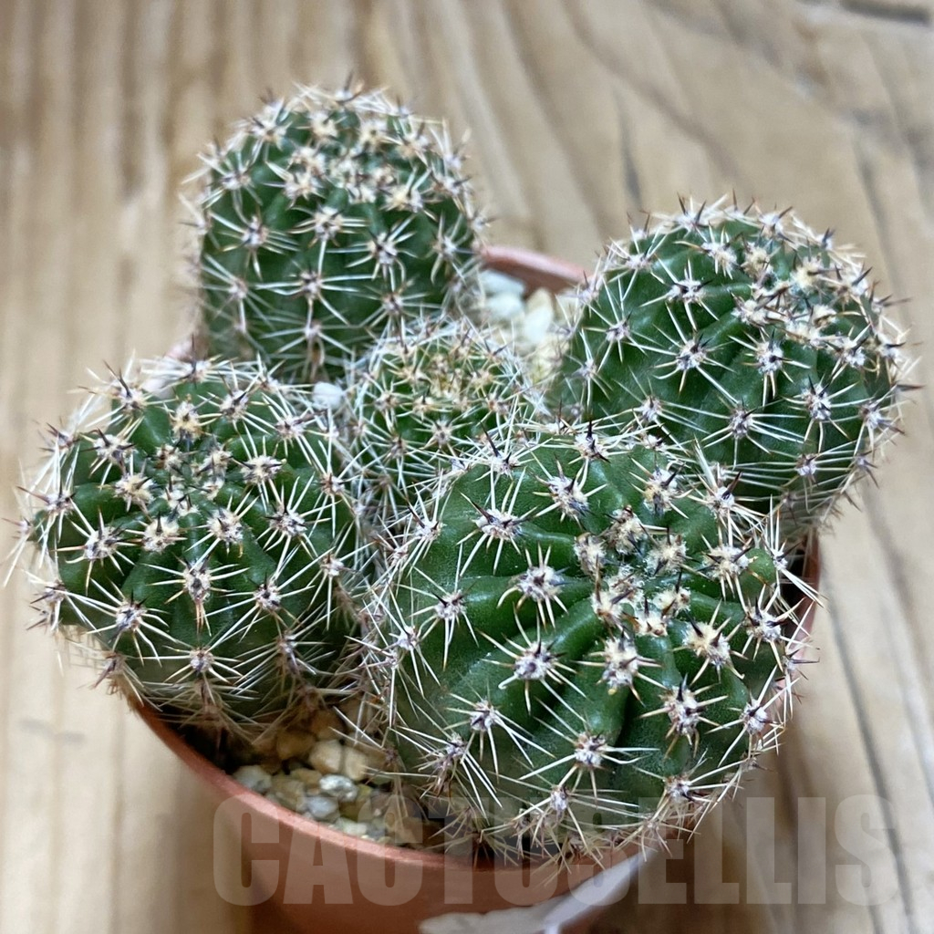 SH16929 Echinopsis 'Gold' hybrid - 画像 (2)