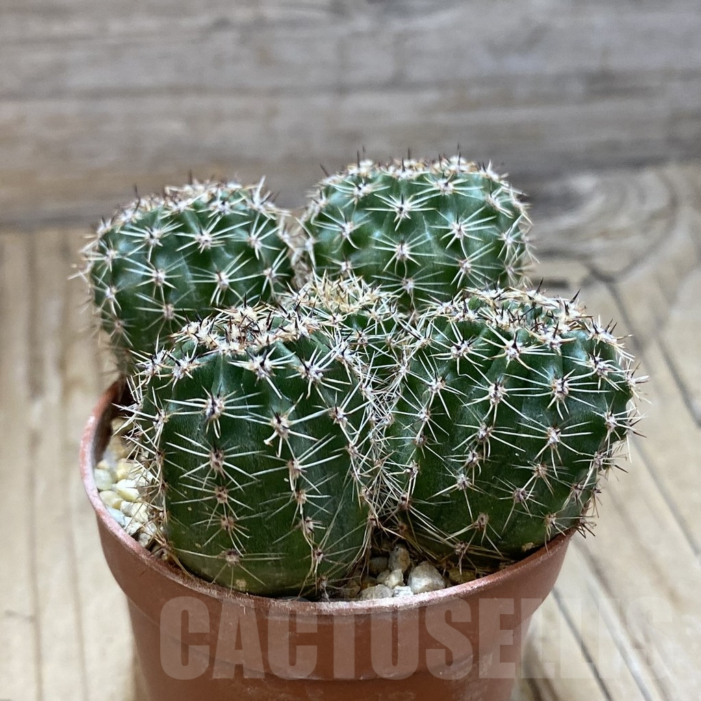SH16929 Echinopsis 'Gold' hybrid - 画像 (3)