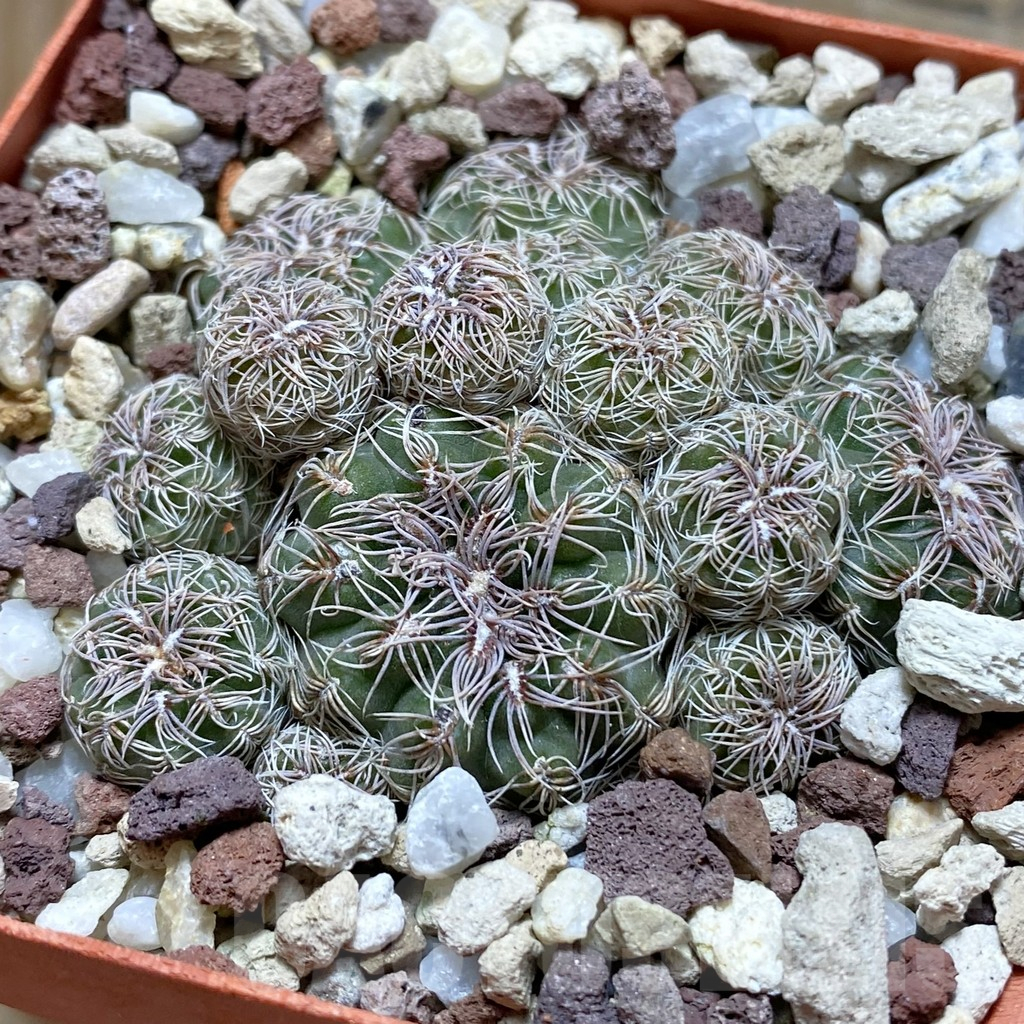 SH16930 Gymnocalycium bruchii, old 8 years
