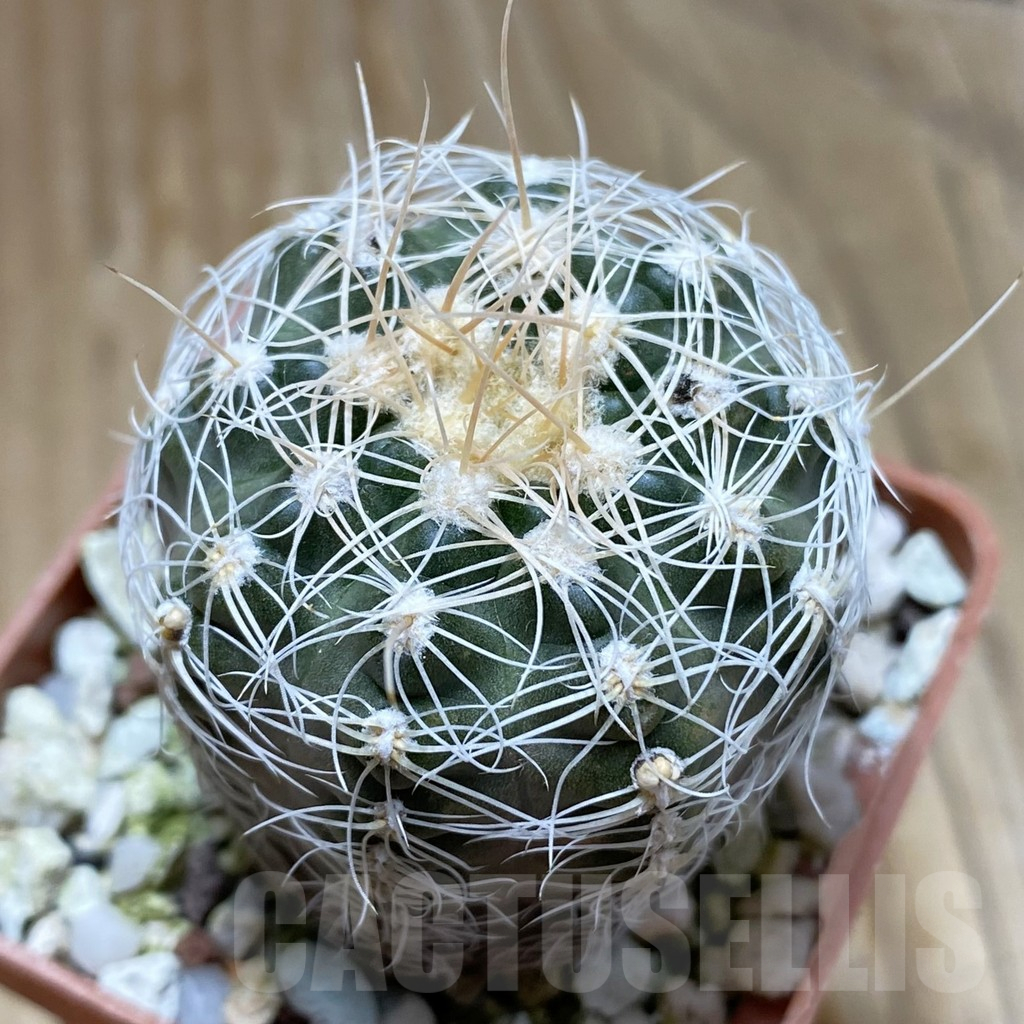 SH16932 Gymnocalycium bruchii,ex Bercht 2024, old 6 years