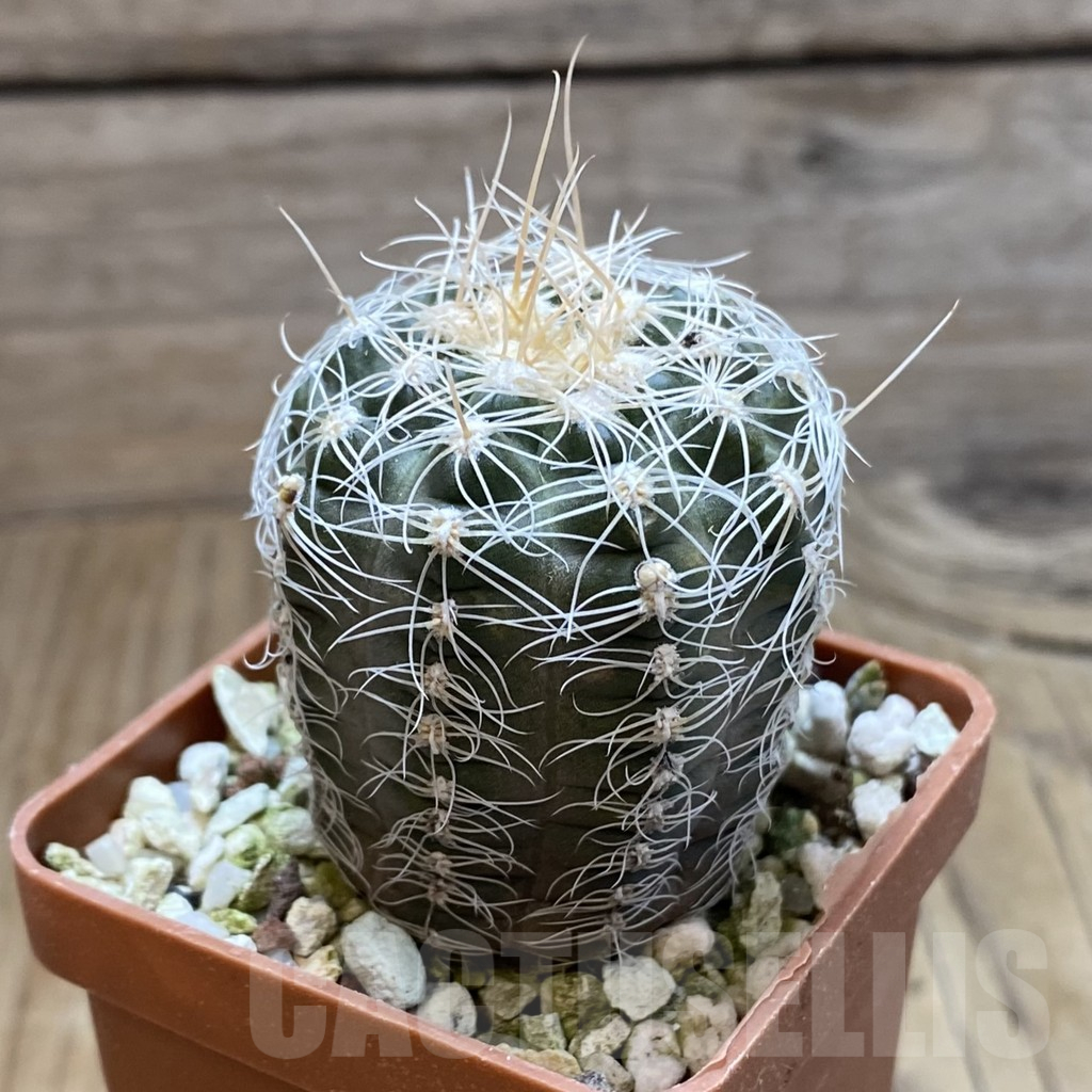 SH16932 Gymnocalycium bruchii,ex Bercht 2024, old 6 years - Image 2