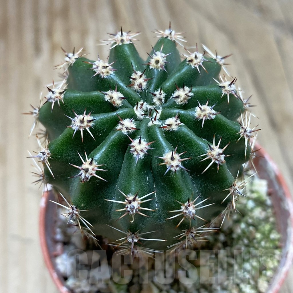SH16933 Echinopsis 'Gold' hybrid - Image 2