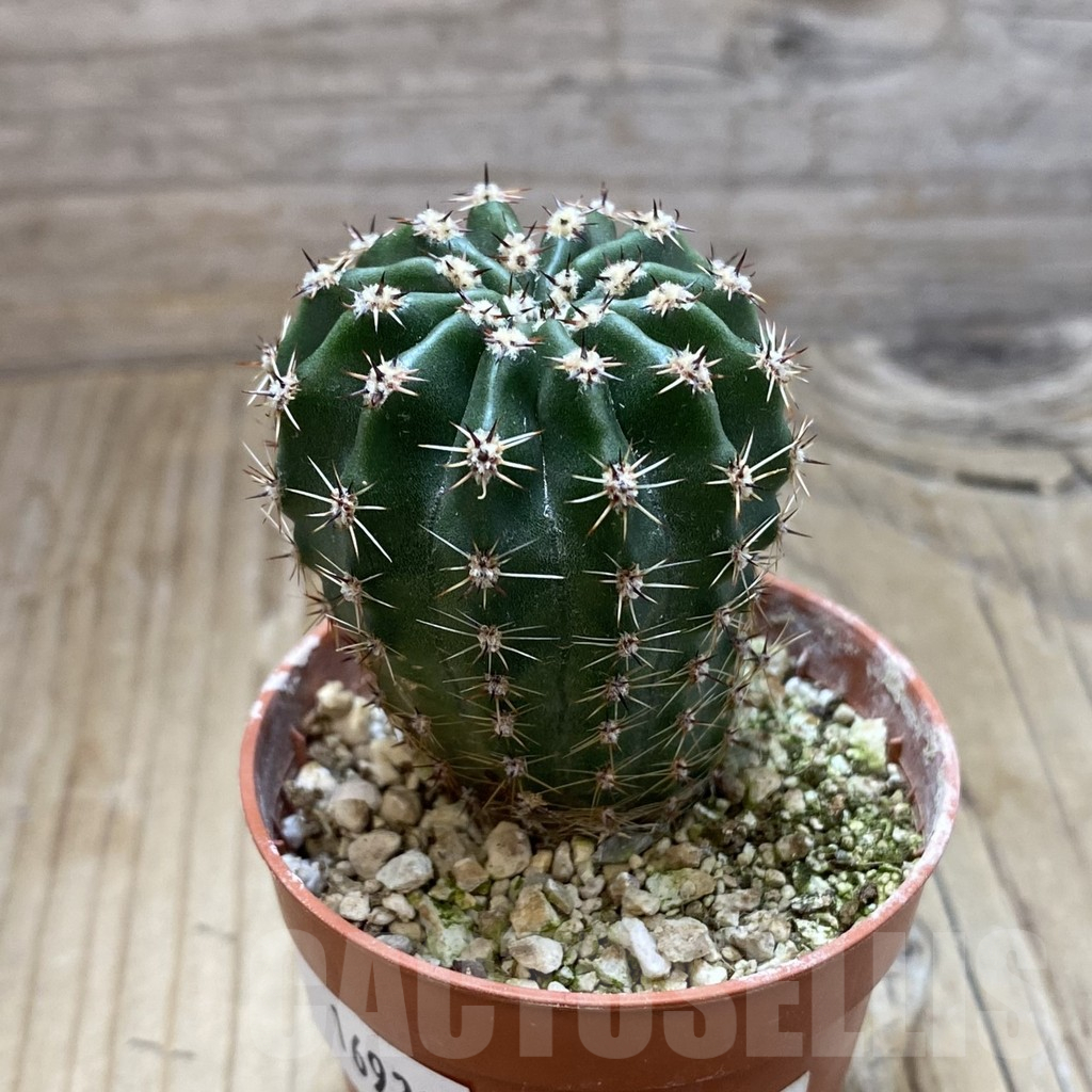 SH16933 Echinopsis 'Gold' hybrid - Image 3