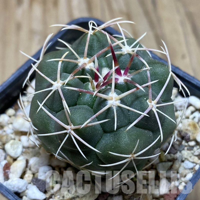 SH16936 Thelocactus hexaedrophorus -Rio Verde- 1100m