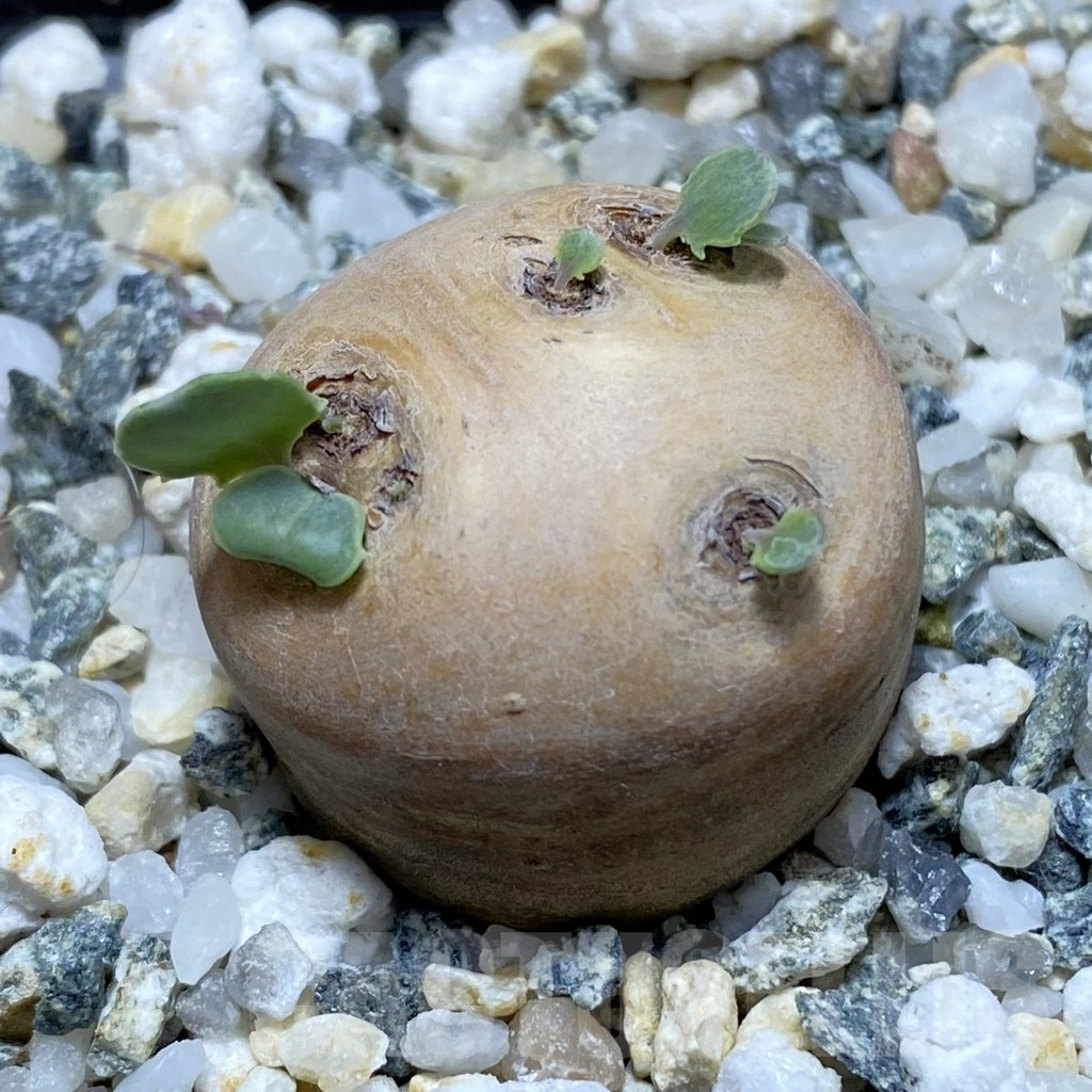 SH16937 Othonna cacalioides