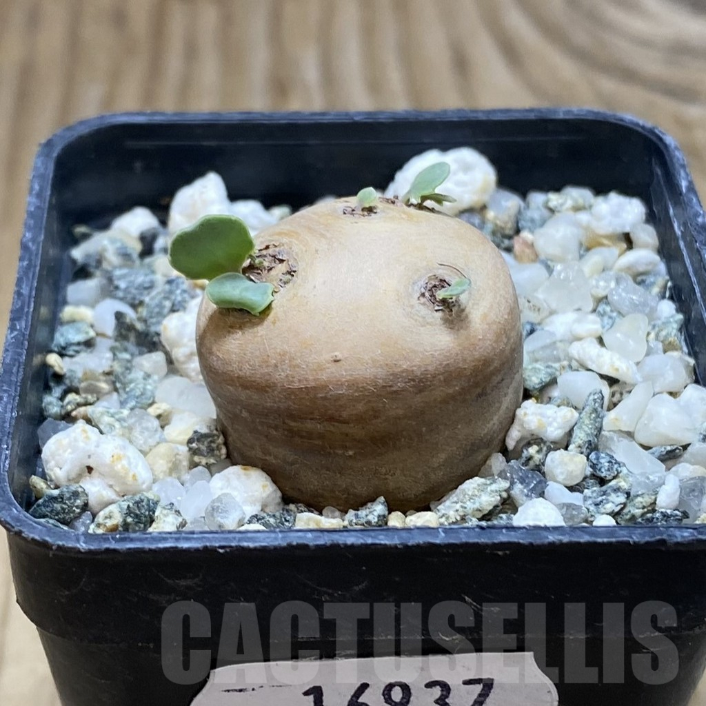 SH16937 Othonna cacalioides - immagine 2