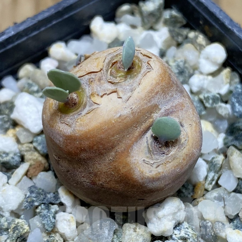 SH16939 Othonna cacalioides