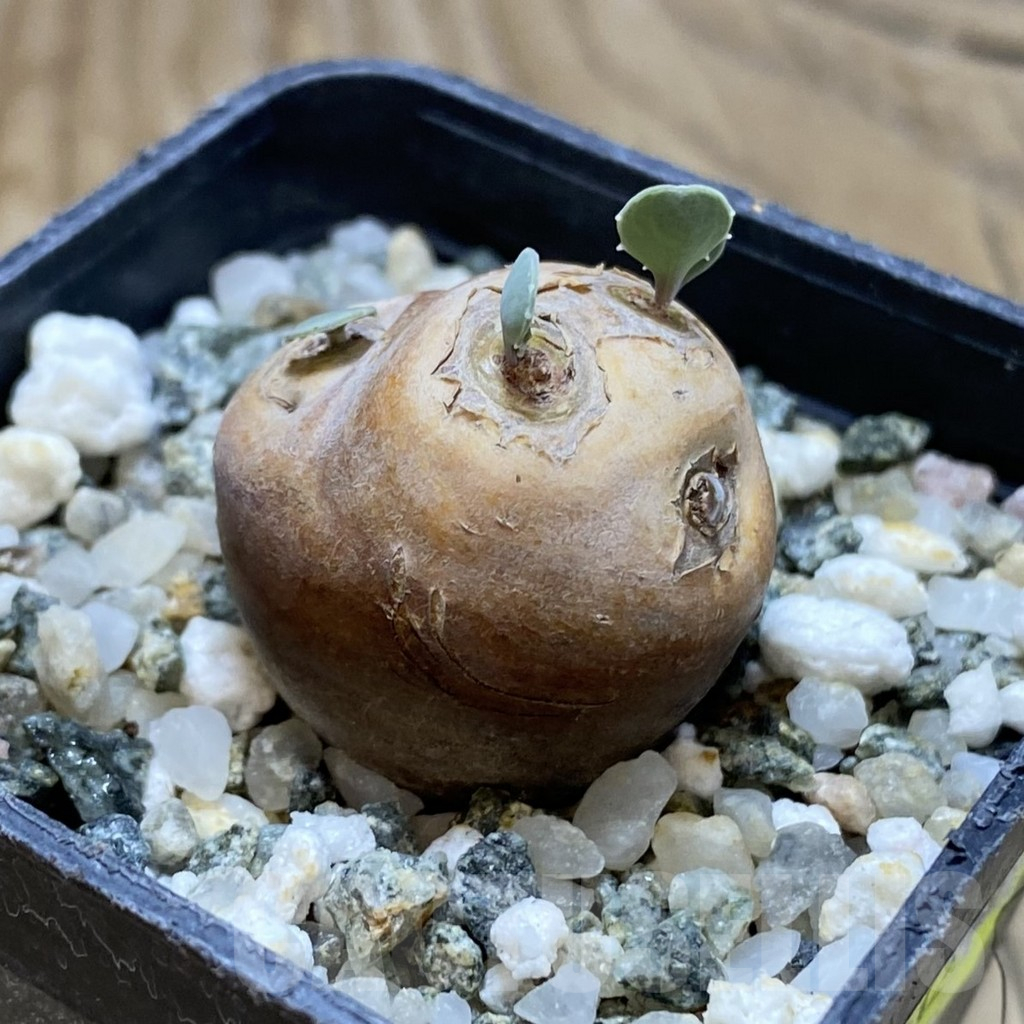 SH16939 Othonna cacalioides - Image 2