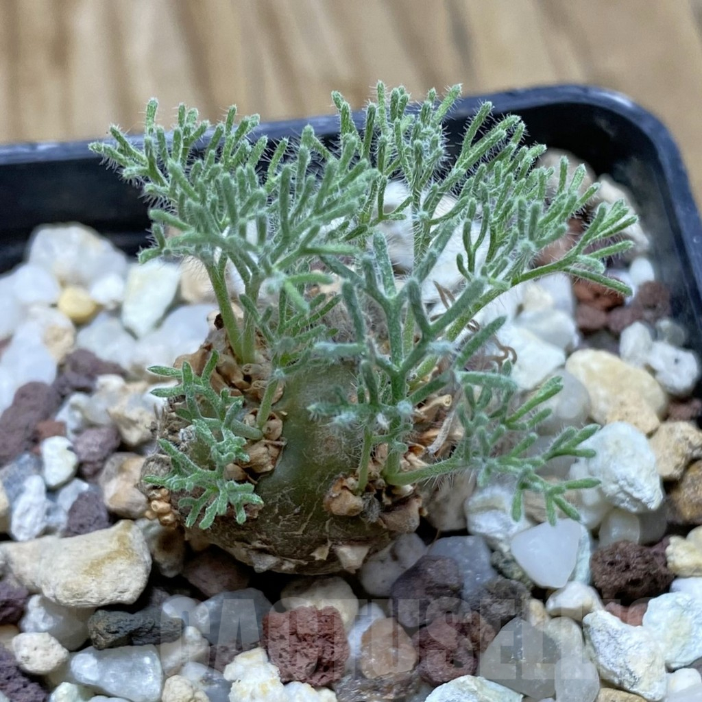 SH16940 Sarcocaulon peniculinum