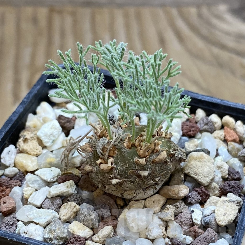 SH16940 Sarcocaulon peniculinum - Image 2