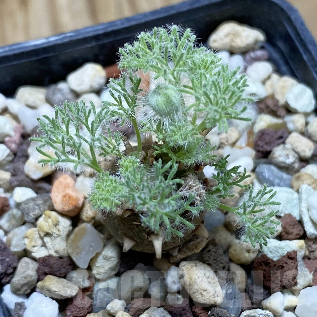 SH16941 Sarcocaulon peniculinum