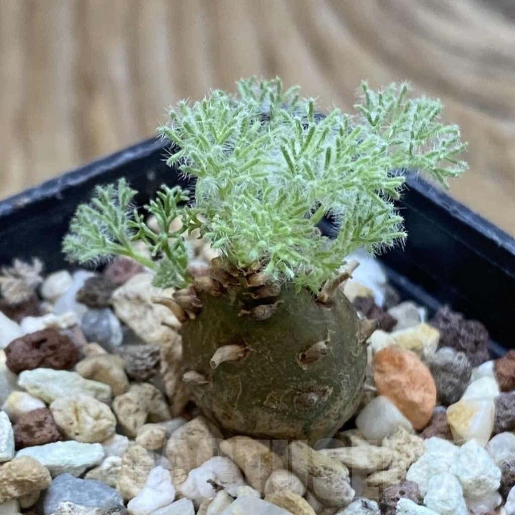 SH16941 Sarcocaulon peniculinum - Image 2