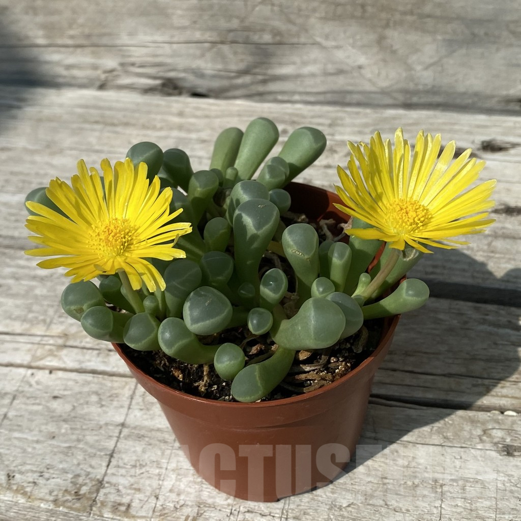 SH16893 Fenestraria aurantiaca - Image 2