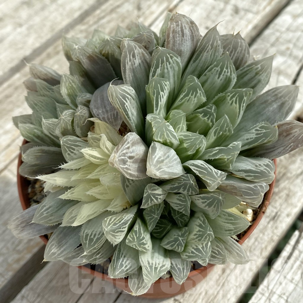 SH16882 Haworthia cooperi f. variegata
