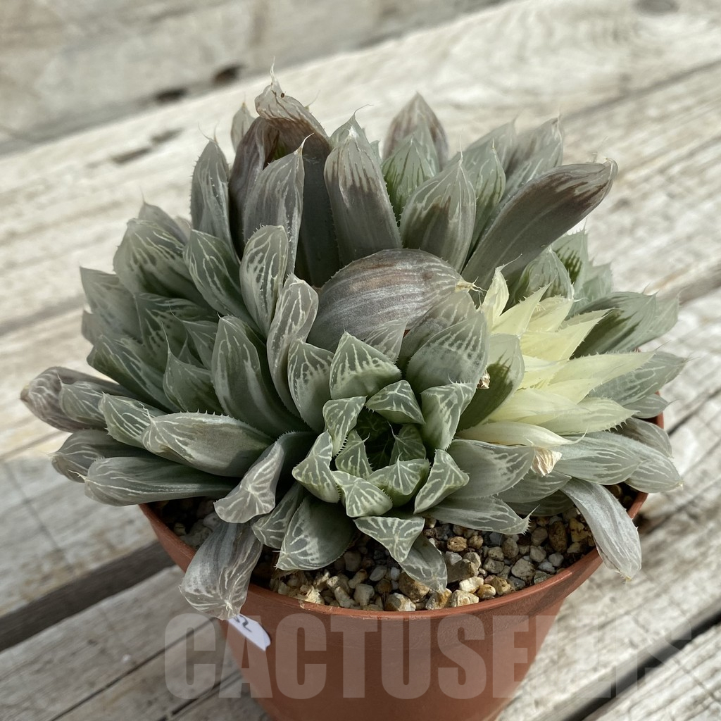 SH16882 Haworthia cooperi f. variegata - immagine 2