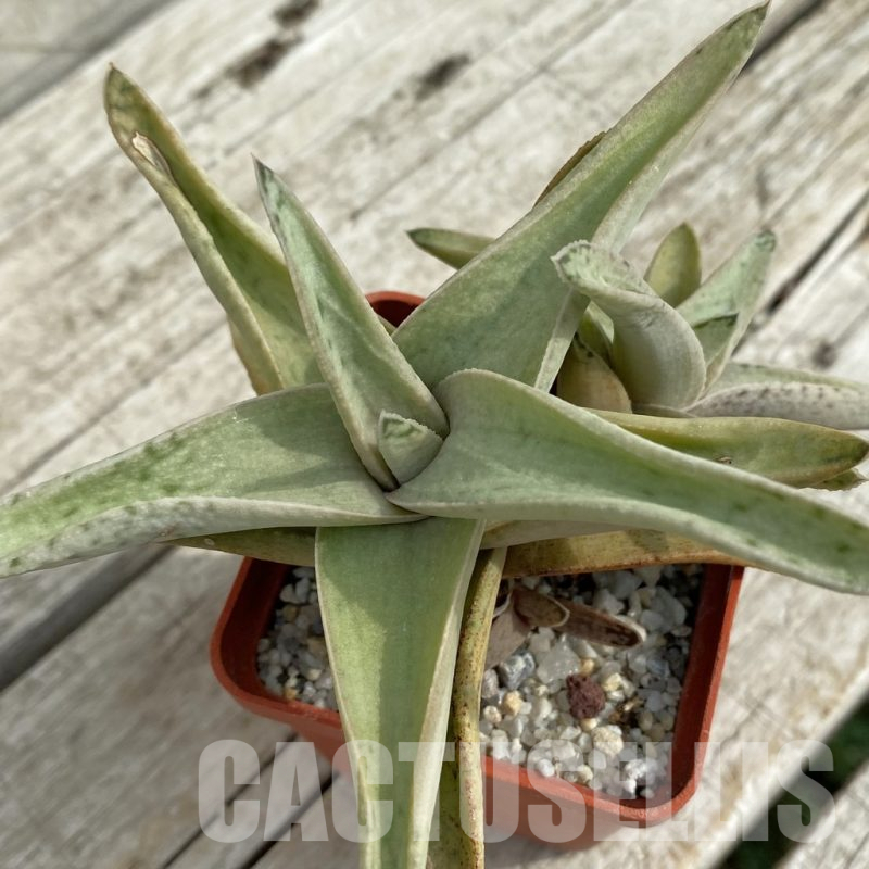 SH16883 Gasteraloe 'Sushak's White'