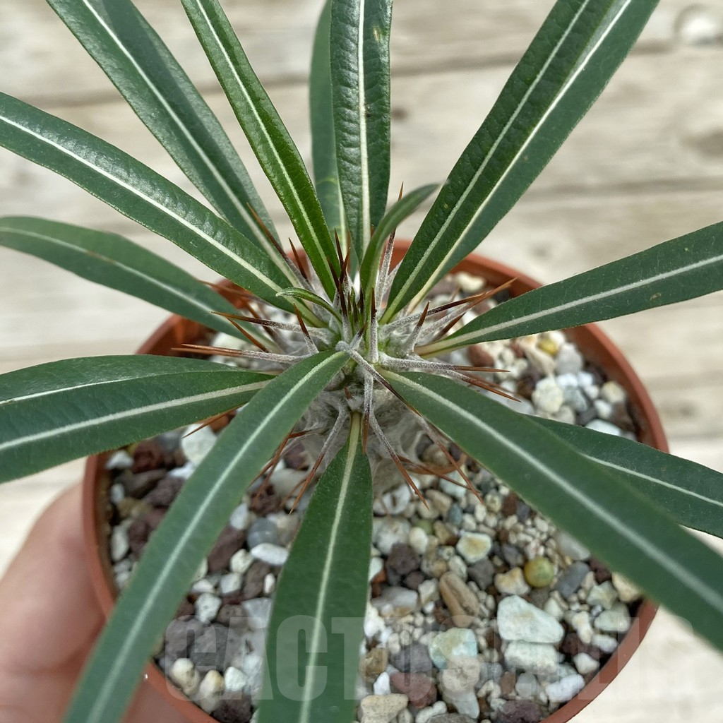 SH16884 Pachypodium geayi