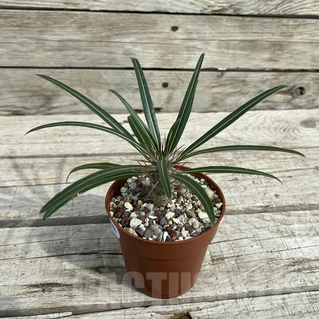 SH16884 Pachypodium geayi - Image 2