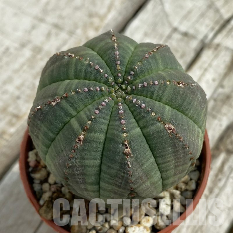 SH16885 Euphorbia obesa